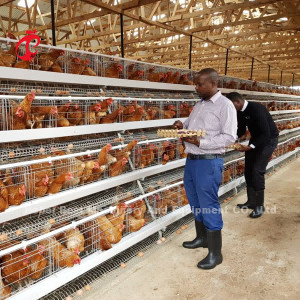 Più popolare Tipo A Chicken strato batteria gabbia in vendita in Uganda 20000 uccelli stella
