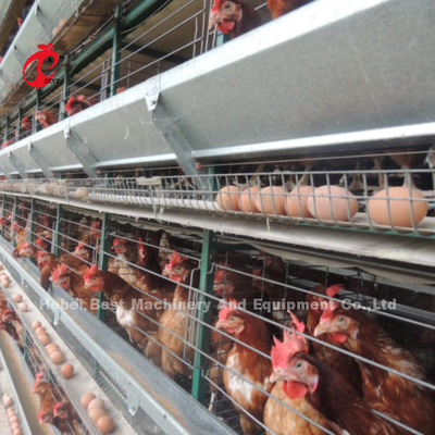 H e A Tipo Automatico Cage di strato di pollame 15000 Uccelli popolari in Africa Rosa