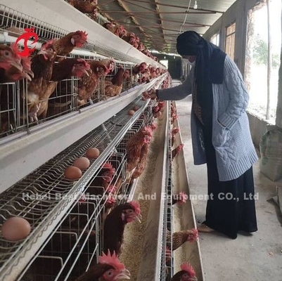 Prezzo della gabbia in batteria di strati in Nigeria una stella di 12 di settimane uccelli del pollo 128