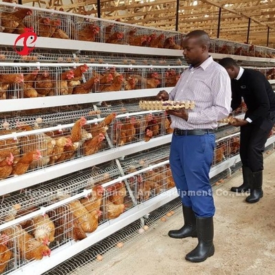 Sistema della gabbia di avicoltura della batteria del pollo un tipo 3 file di H per lo strato Rosa