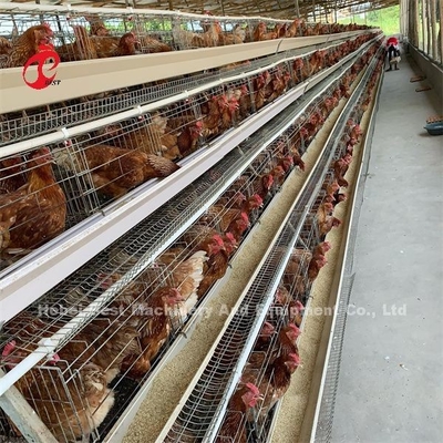 Sistema di gabbia a batteria automatizzata a caldo Galvanizzato 25 Durata di vita 450cm2 In Nigeria Emily