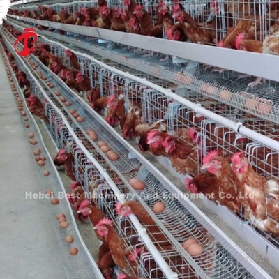 Nastro metallico di 4 alto di durezza di Tires di strato gabbie in batteria del pollo con il serbatoio di acqua Rosa