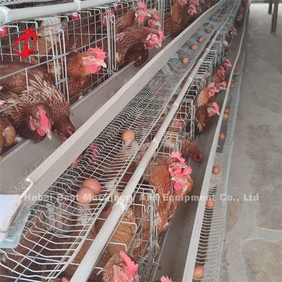 Alte galline di strato del sistema della gabbia in batteria del pollame di stabilità in Africa ISO9001 Emily
