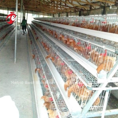 Sistema automatico di gabbia di allevamento di pollame con superficie galvanizzata a caldo