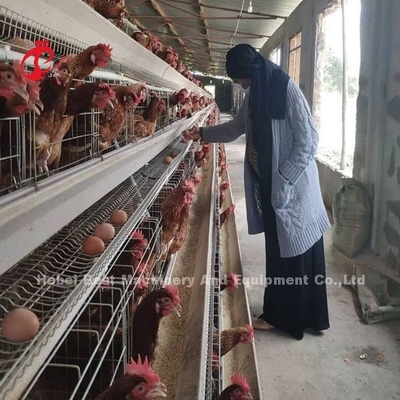 Gabbia su misura del pollo di strato, gabbia in batteria d'acciaio a basso tenore di carbonio Doris del pollame Q235