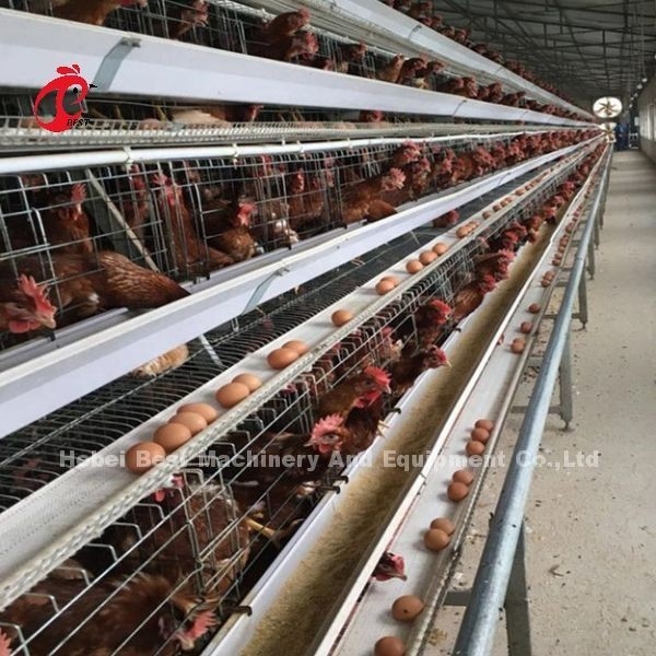 Adela galvanizzata calda del tipo bere automatico del sistema della gabbia di strato ed alimentarsi di 4 Tires A