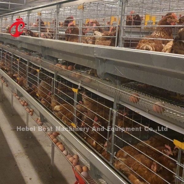 Tipo automatico gabbia della raccolta A dell'uovo di strato del pollo per l'azienda avicola Rosa