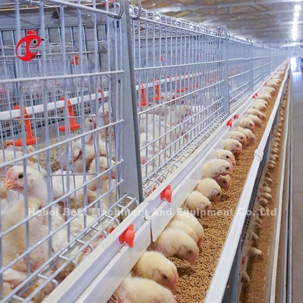Tipo galvanizzato gabbia di H o di A del pollo da carne per una del giorno scorso al pollo adulto Doris