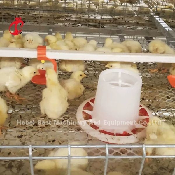 Un tipo di gabbia per polli da pollo e una fattoria per pollame