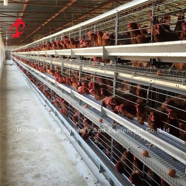 Cina Nigeria Fabbrica Strato Pollame Pollame Allevamento Gabbia Per La Vendita Ada