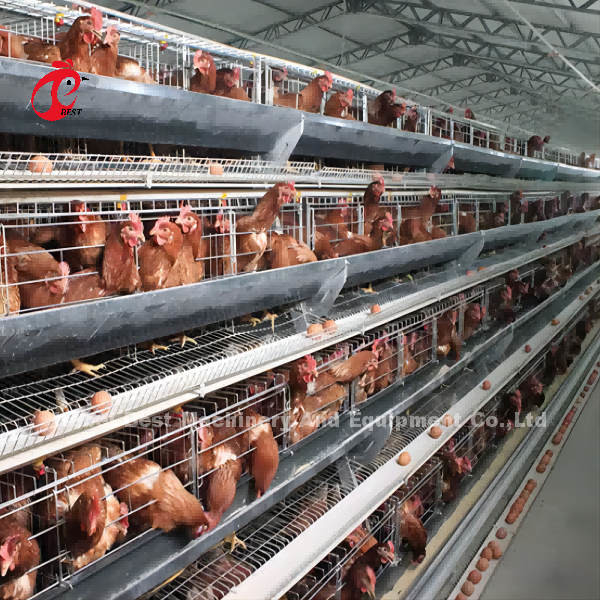 Gabbie per galline a batteria Uovo automatico A / H Tipo Rosa