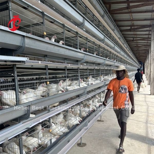 Tipo H attrezzature per gabbie automatiche di pollo galvanizzate a caldo per allevamenti di polli