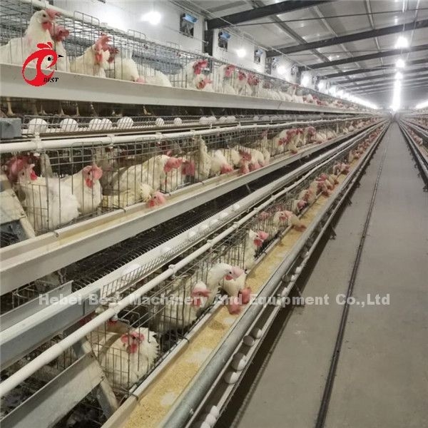 Tipo moderno attrezzatura automatica di H della gabbia del pollo del pollame 20 anni di Ada di durata della vita