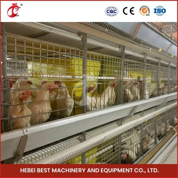 Tipo automatico attrezzatura Mia di H dell'azienda avicola degli uccelli della gabbia 84 del pollo da carne della carne