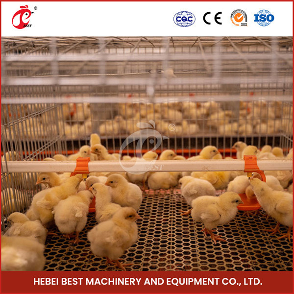 Ada anziano del pollo di strato di Chick Brooder Cage For Day della pollastra automatica dell'azienda avicola