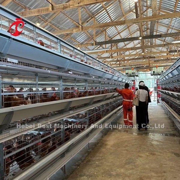 3/4/5/6/7/8 Sistema di gabbia a strato di pollame a livelli con alimentatore automatico Adela