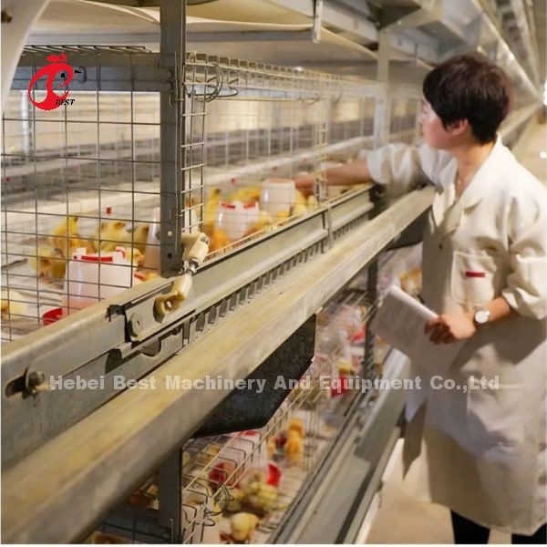 Cage a strato a caldo di tipo economico Camerun Pollame allevamenti di pollame Cage a strato per vendere Adela