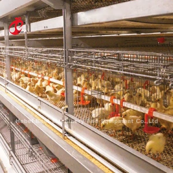 Diametro del filo di gabbia 2,8 mm-3,5 mm Sistema di gabbia per agricoltura a strati con sistema automatico di bere Adela