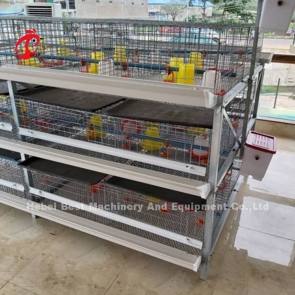 Tipo A e H Broiler Batteria gabbia di pollo per 45 giorni Broilers Emily