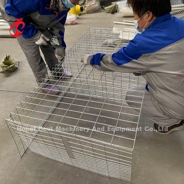 Gabbia per polli di pollo di tipo A o H