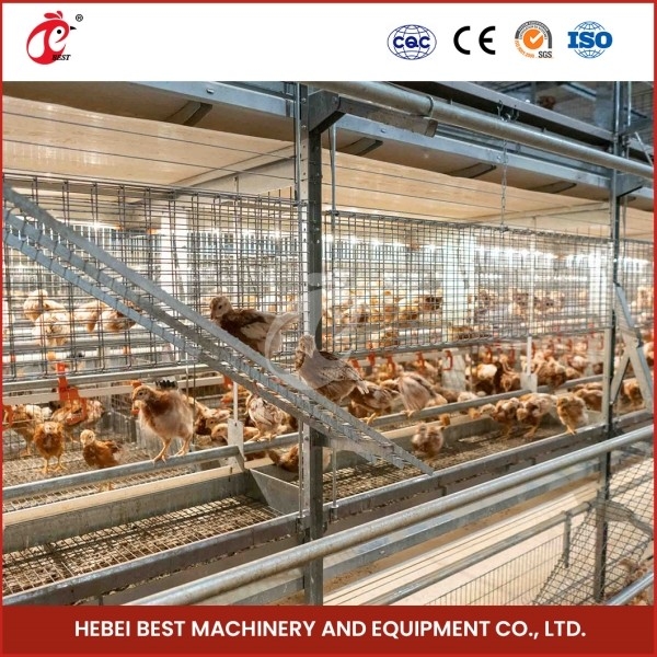 Cage automatiche per polli di pollo di tipo A Cage per polli per polli di pollo per polli di pollo Emily Wang