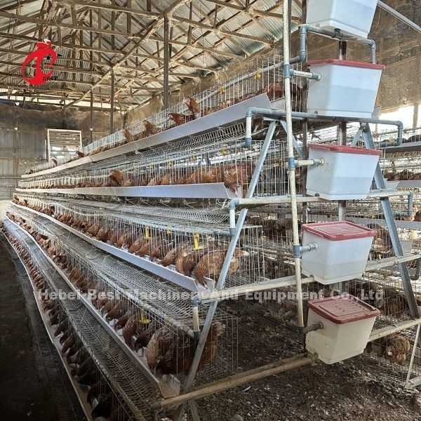 Sistema di gabbia per allevamento a strati elettro-galvanizzati Sistema di gabbia per allevamento di pollame con capezzoli automatici