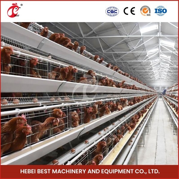 Cage Mesh Tipo H Broiler Chicken Cage con ventilazione per uccelli sani