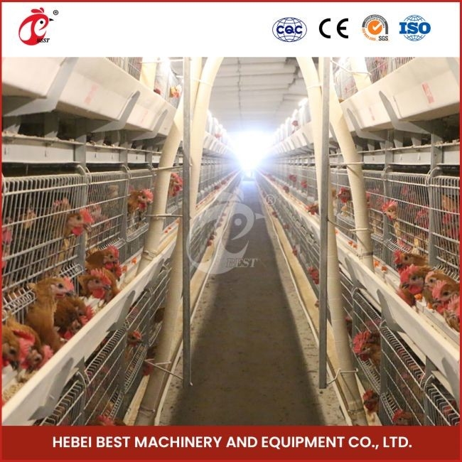 12 cellule tipo A Chicken Cage con 3 livelli Fast Shipping Mia