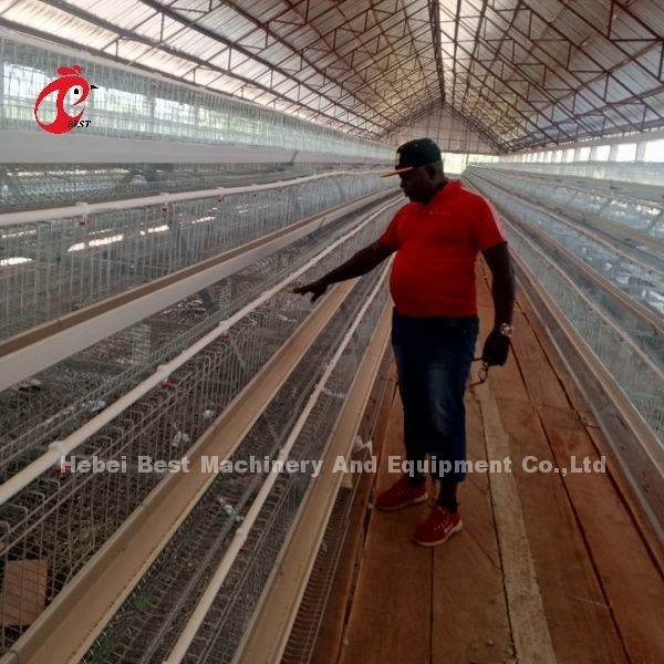 96-200 Uccelli Capacità Cage in Nigeria Strato bianco stella di acciaio galvanizzata a caldo