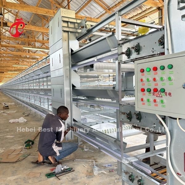 Sistema di gabbia per polli Tipo H/A Con bevitori automatici Installazione per la Tanzania Uganda Ghana Kenya Sandy