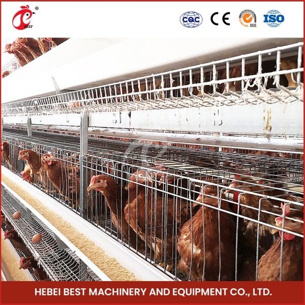 80-100kg Peso della gabbia in forma di H gabbia automatica di pollo gabbia di pollo gabbia automatica di pollo rosa rosa per strati rosa