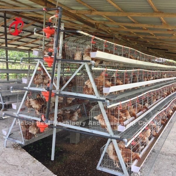 3 Tier 120 Birds And 4 Tier 160 Birds Layer Battery Cage System Per l'Uganda Tanzania Allevamento di pollame