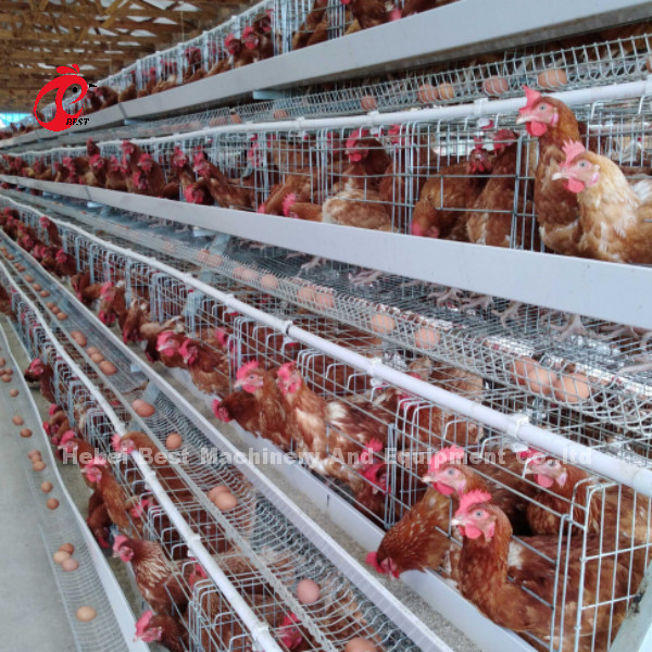 Sistema di gabbia di allevamento di pollame di 3 livelli con filo di gabbia da 2,8 a 3,5 mm - facile da installare Mia