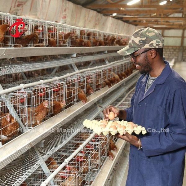 Il più bene un tipo uccelli della gabbia 500 del pollo per la gabbia del pollo di avicoltura di strati sabbiosa