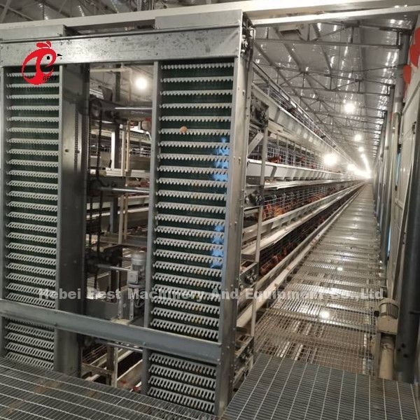 Sistema automatico di raccolta delle uova per 30.000 polli