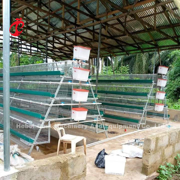 Sistema premio e di lusso del magazzino della Nigeria del pollame della gabbia in batteria per i polli di strato sabbiosi