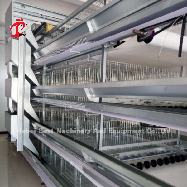 H e A Tipo Automatico Cage di strato di pollame 15000 Uccelli popolari in Africa Rosa