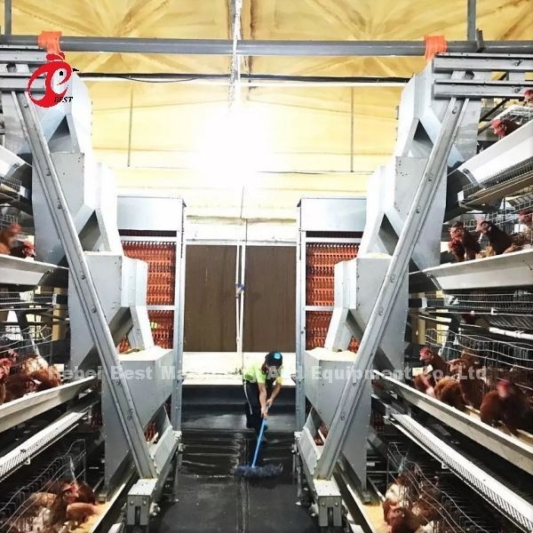 Un tipo gabbia in batteria del pollo di strato in pieno automatica per la grande azienda agricola Adela