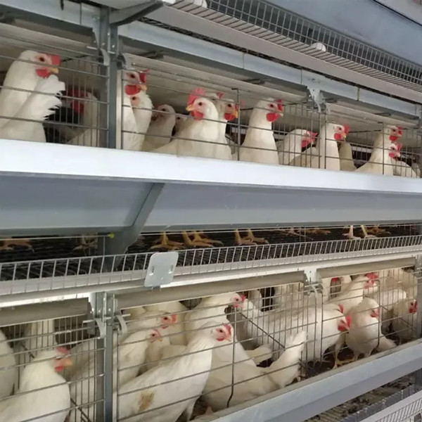 Equipaggiamento per allevamenti di polli H-Type Battery Chicken Cage System For Broiler Mia