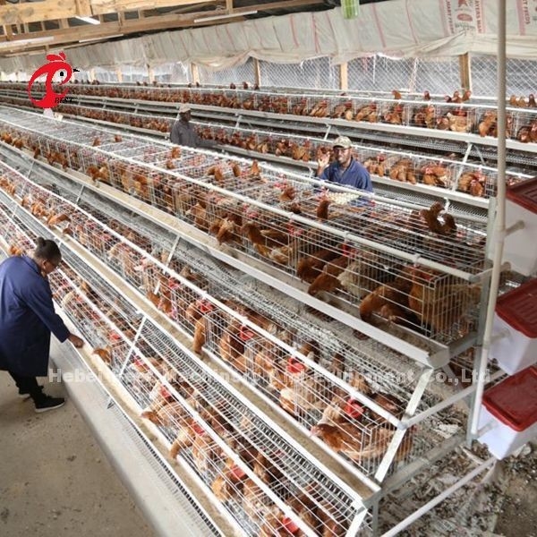 Tipo gabbia di allevamento, gabbia della batteria di iso del pollo di 3 file per l'iride dell'azienda avicola